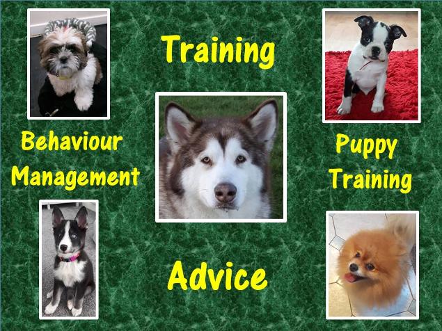 Dog and puppy training at home