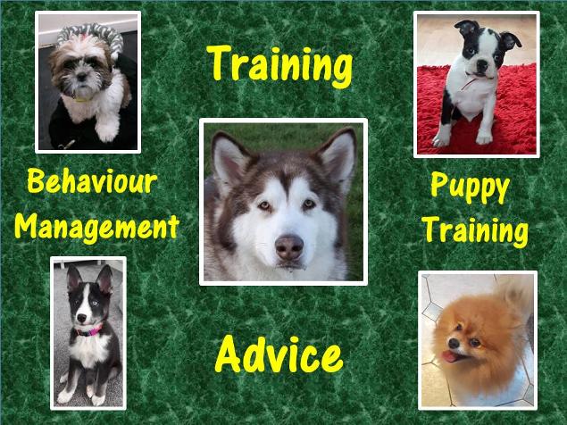 Sheffield Dog and puppy training at home